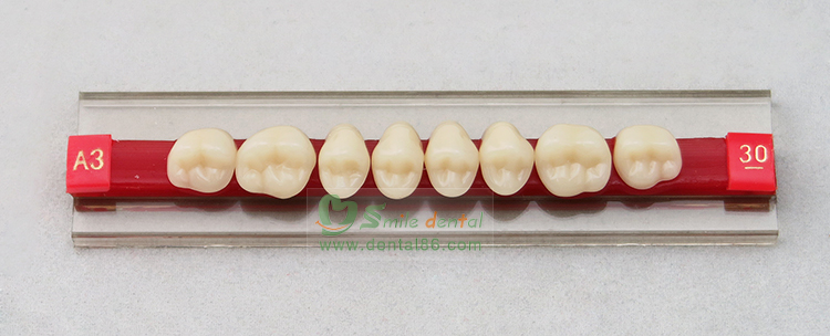 Two layer Acrylic Resin Teeth